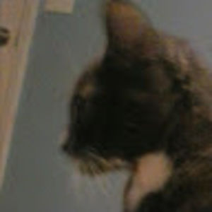 Meet your Posher, Coconut